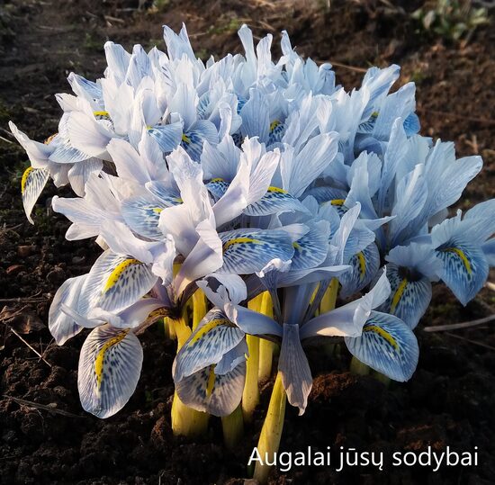 Tinklinis vilkdalgis (Iris reticulata) 'Sheila Ann Germaney'